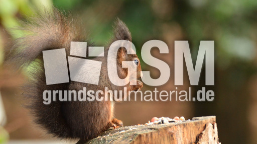 Eichhörnchen (28).jpg